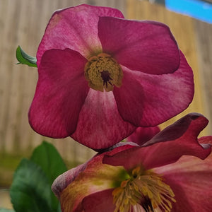 Helleborus 'HGC® Winter Ballet Karli' image 1