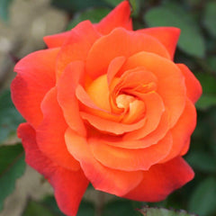 Whartons Roses ‘Super Trouper’ Bush Rose (3-Litre Pot) image 0