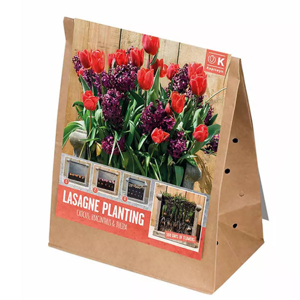 Lasagne Planting Bulb Mix 'Red & Purple' (40 bulbs) image 2