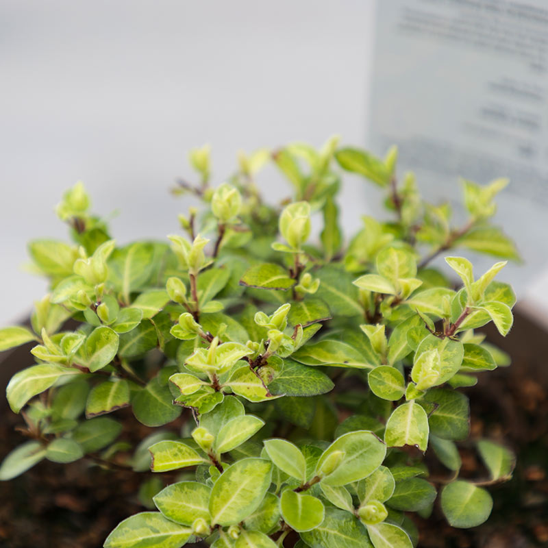 Pittosporum tenuifolium ‘Golden Ball’ (3-Litre Pot) image 0