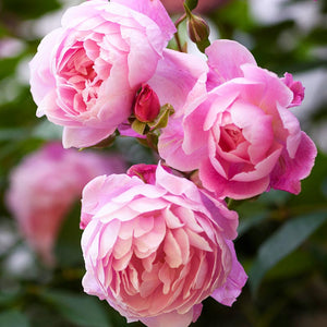 David Austin Mary Delany® Climbing Rose (6-Litre Pot) image 3