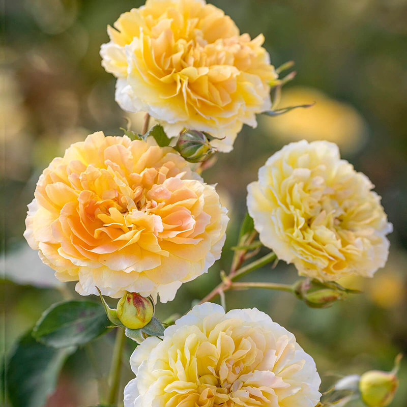 David Austin Molineux® English Shrub Rose (6-Litre Pot) image 0