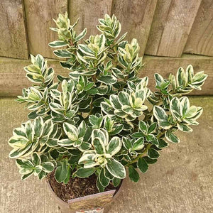 Hebe Addenda® ‘Classic Katrina’ (2-Litre Pot) image 1