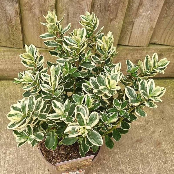 Hebe Addenda® ‘Classic Katrina’ (2-Litre Pot) image 1