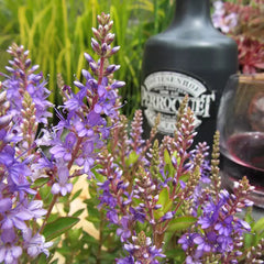 Hebe 'Ruby Port' image 0