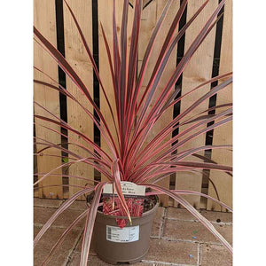 Cordyline australis 'Charlie Boy' (2-Litre Pot) image 0