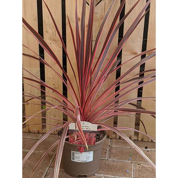 Cordyline australis 'Charlie Boy' (2-Litre Pot) image 0