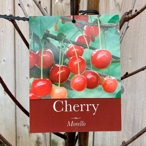 Prunus cerasus 'Morello' Cherry Tree (12-Litre Pot) - Gisela image