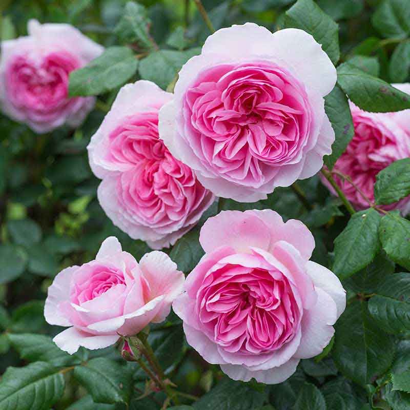 David Austin The Ancient Mariner® English Shrub Rose (6-Litre Pot) image 0