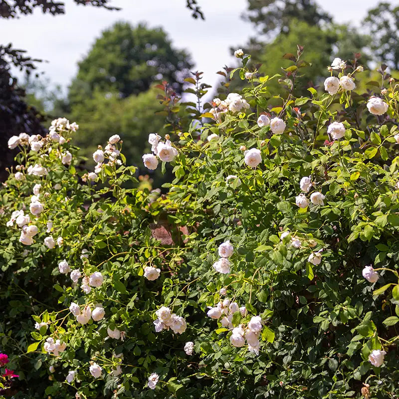 David Austin Claire Austin® English Climbing Rose (6-Litre Pot) image 0