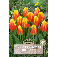 Tulip 'Ice Lolly' (10 bulbs) image 0