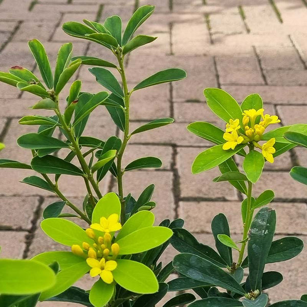 Daphne gemmata ‘Royal Crown’ (17cm Pot) image 1