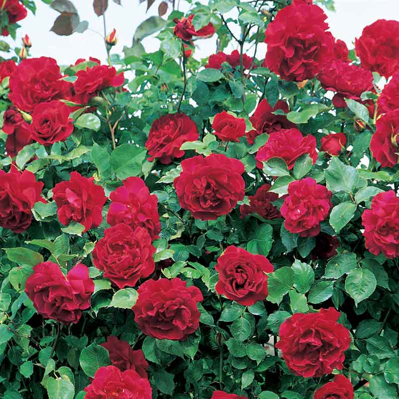 David Austin Étoile De Hollande Climbing Rose (6-Litre Pot & Cane Frame) image 0