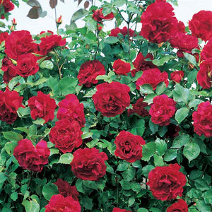 David Austin Étoile De Hollande Climbing Rose (6-Litre Pot & Cane Frame) image 0