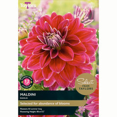 Dahlia Decorative 'Maldini' (2 Tubers) image 0
