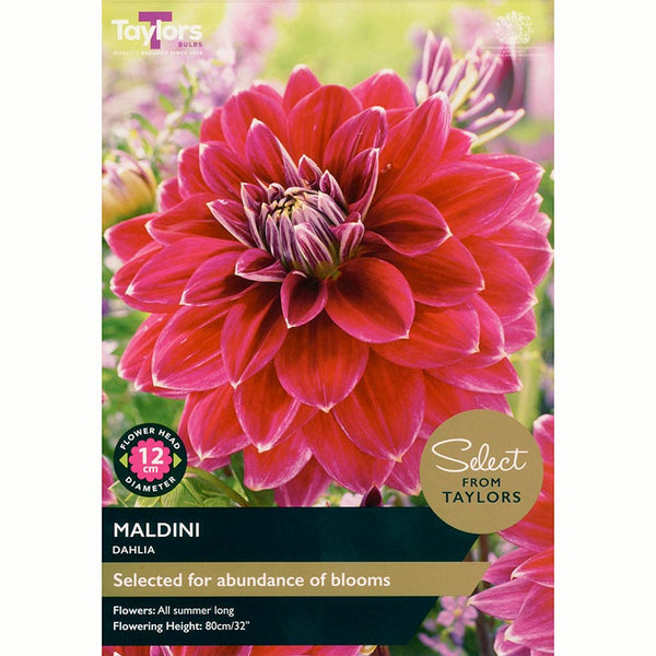 Dahlia Decorative 'Maldini' (2 Tubers) image 0