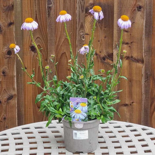 Aster tongolensis ‘Berggarten’ (3-Litre Pot) image 1