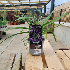 Agapanthus ‘Black Jack’ image 0
