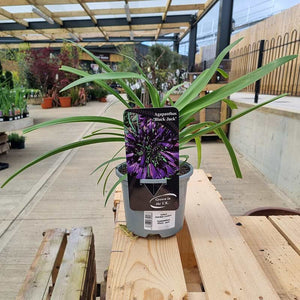 Agapanthus ‘Black Jack’ image 0