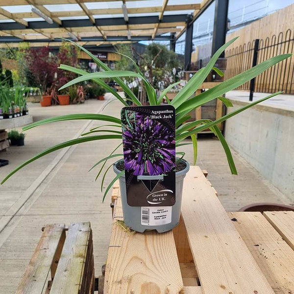 Agapanthus ‘Black Jack’ image 0