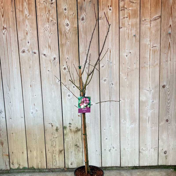 'Victoria' Plum Tree (12 Litre Pot) image 1