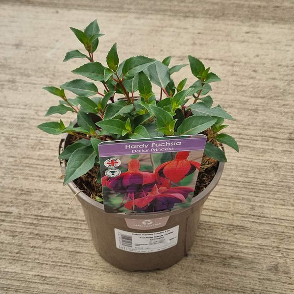 Fuchsia Hardy ‘Dollar Princess’ (2-Litre Pot) image 0