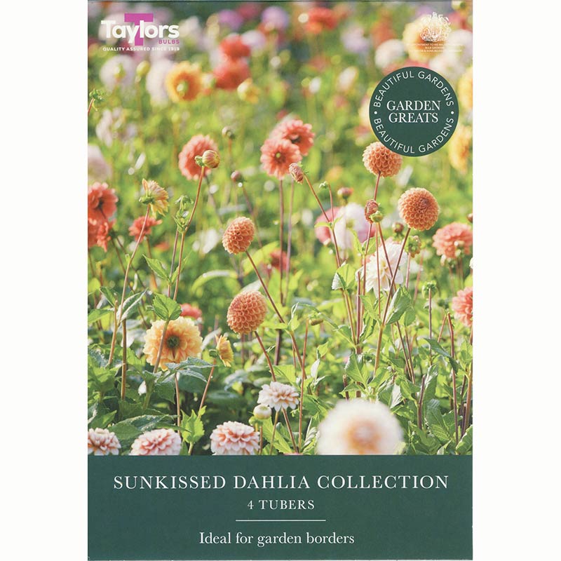 Sunkissed Dahlia Collection (4 Tubers) image 0