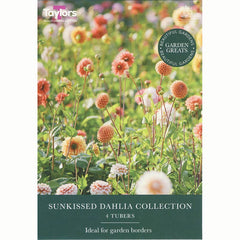 Sunkissed Dahlia Collection (4 Tubers) image 0