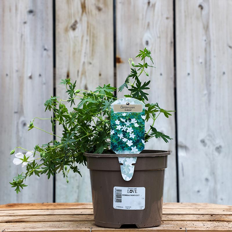 Geranium sanguineum ‘Album’ (2-Litre Pot) image 0