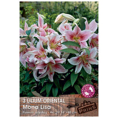 Lilium 'Oriental Mona Lisa' Bulbs image 0