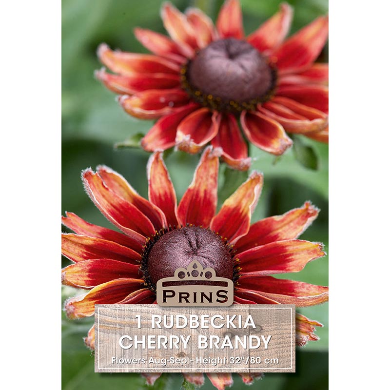 Rudbeckia hirta 'Cherry Brandy' (1 bulb) image 0