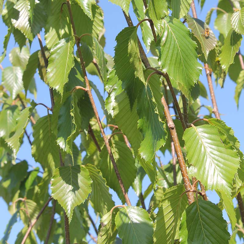 Betula utilis ‘Grayswood Ghost’ Tree (Himalayan Birch) (12-Litre Pot) image 0