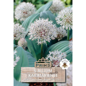 Allium 'Karataviense' (5 bulbs) image 0