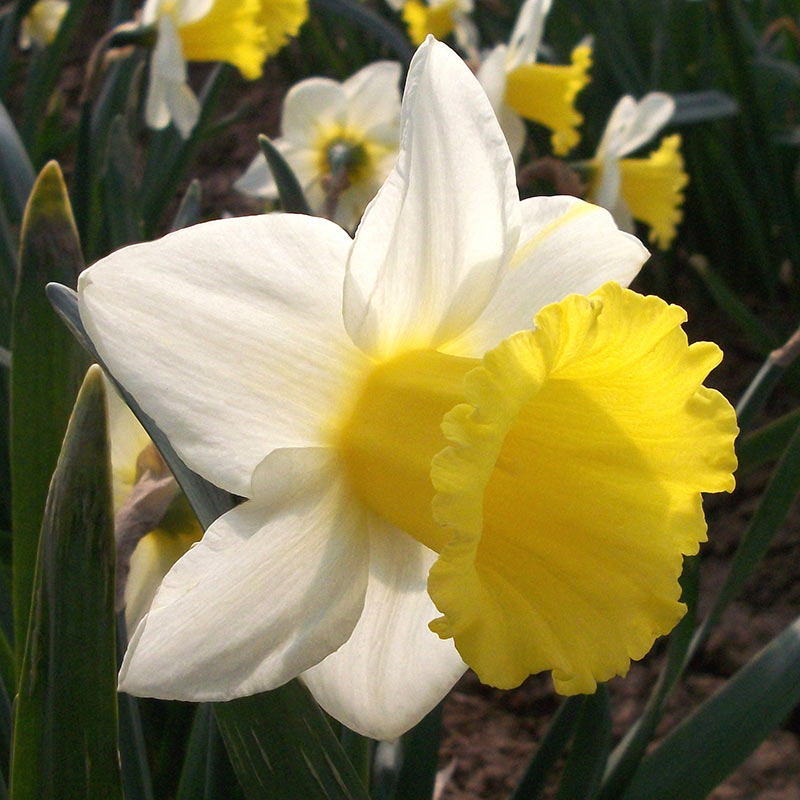 Narcissus ‘Anniversary Gift’ Daffodil (12 Bulbs) image 0