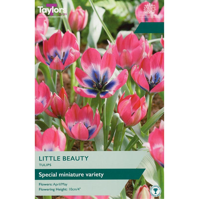 Tulip ‘Little Beauty’ (10 Bulbs) image 0