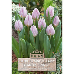 Tulip 'Candy Prince' (10 bulbs) image 0