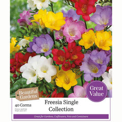 Freesia 'Single Collection' with Vibrant Flowers (40 Corms) image 0