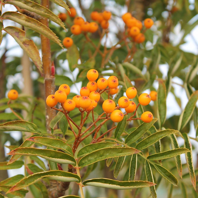 Sorbus ‘Autumn Spire’ Tree (Mountain Ash) (12-Litre Pot) image 0
