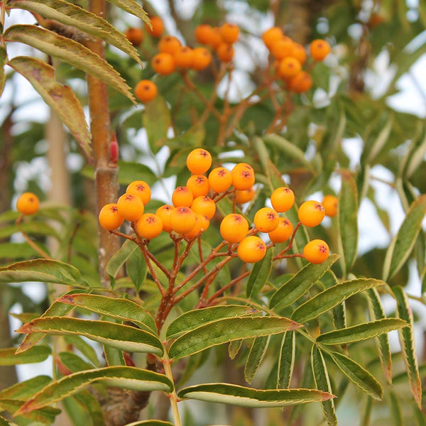 Sorbus ‘Autumn Spire’ Tree (Mountain Ash) (12-Litre Pot) image 0