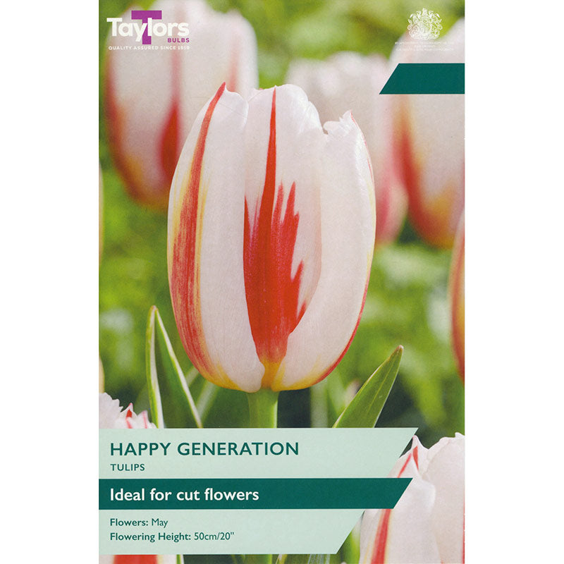 Tulip ‘Happy Generation’ (7 Bulbs) image 0