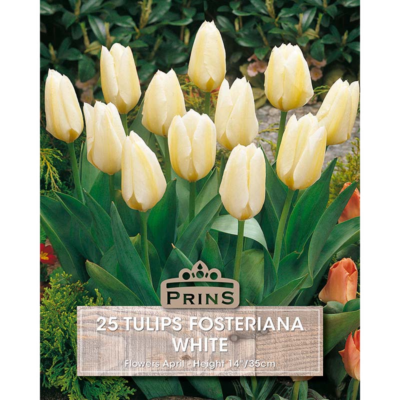 Tulip ‘Fosteriana’ (25 Bulbs) image 0
