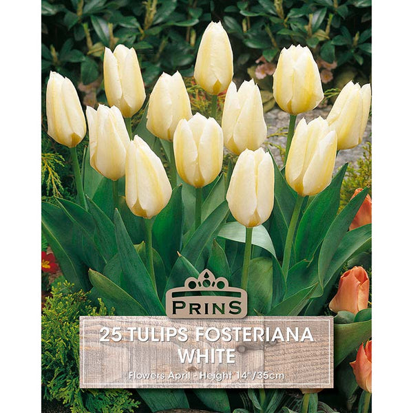 Tulip ‘Fosteriana’ (25 Bulbs) image 0