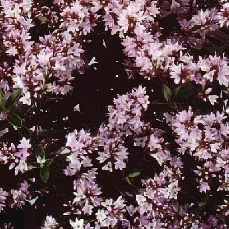 Hebe 'Pearl of Paradise' image 0