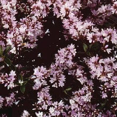 Hebe 'Pearl of Paradise' image 0