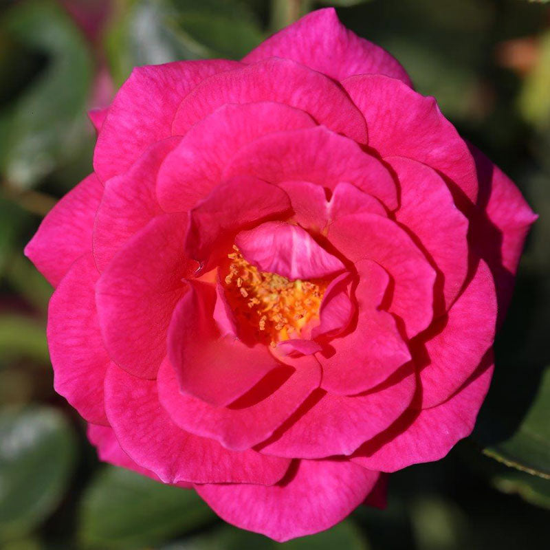 Whartons Roses ‘Gloriana’ Climbing Rose (4-Litre Pot) image 0
