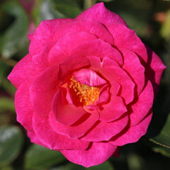 Whartons Roses ‘Gloriana’ Climbing Rose (4-Litre Pot) image 0