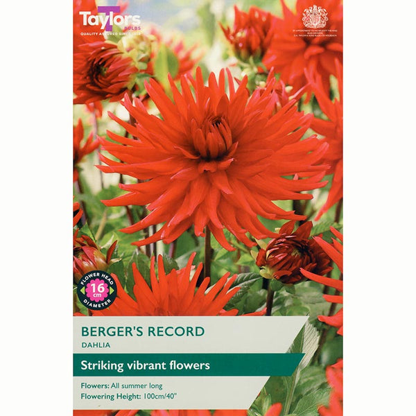 Dahlia Cactus 'Berger's Record' (1 tuber) image 0
