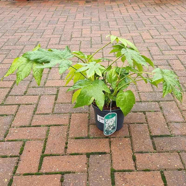 Fatsia japonica (2-Litre Pot) image 2
