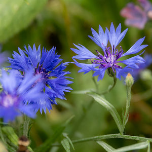 Nature’s Haven Easy Wildflowers Mix (4kg Box) image 2