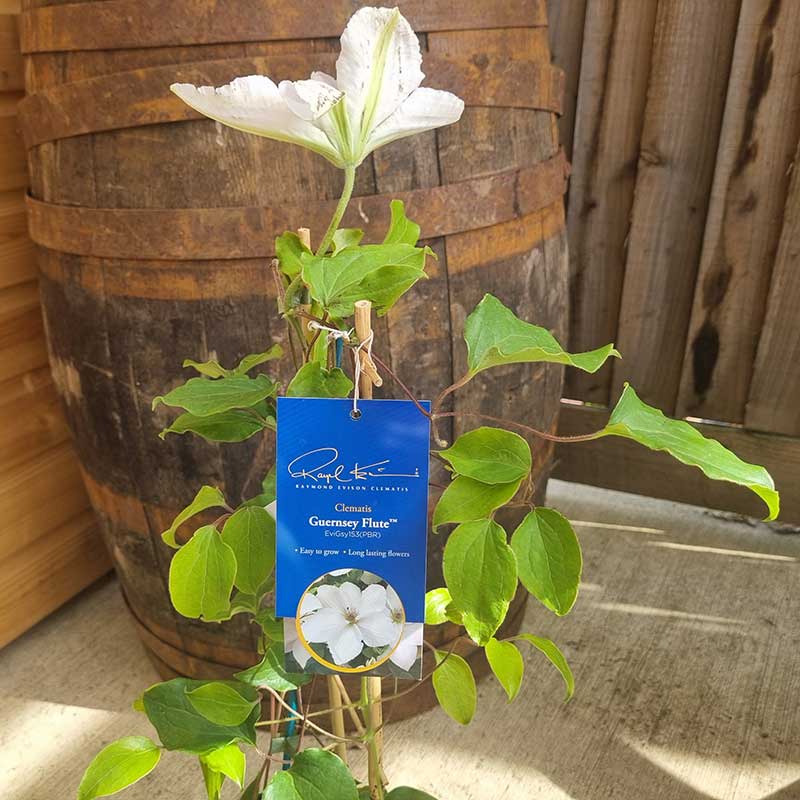 Raymond Evison Clematis Guernsey Flute image 0